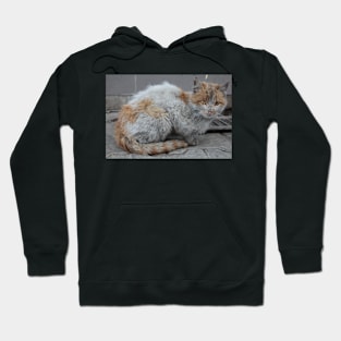 Stray Cat Hoodie